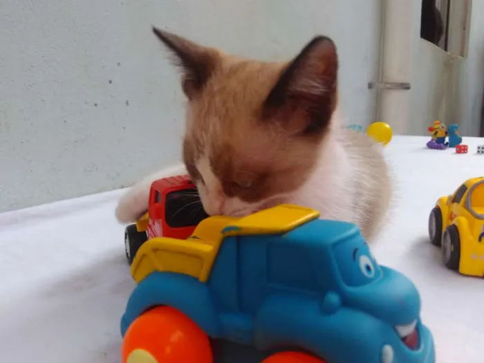 Gato ra a SRD  idade 2 a 6 meses nome Sem Nome 