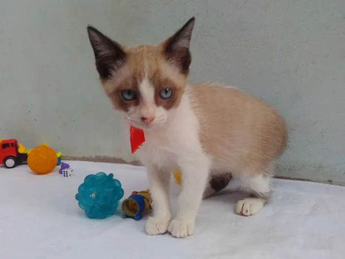 Gato ra a SRD  idade 2 a 6 meses nome Sem Nome 