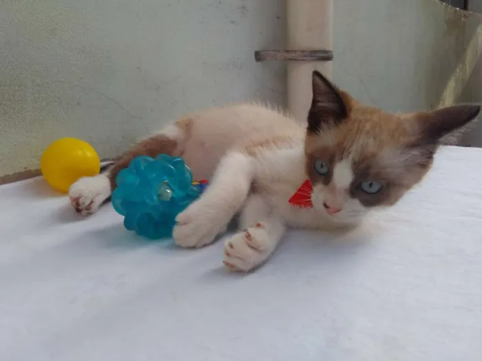 Gato ra a SRD  idade 2 a 6 meses nome Sem Nome 