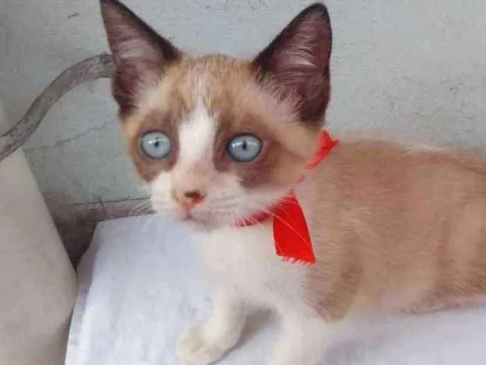 Gato ra a SRD  idade 2 a 6 meses nome Sem Nome 