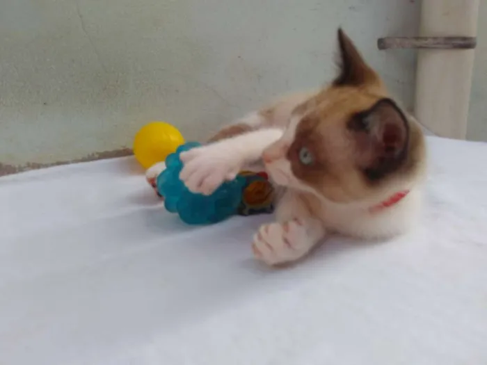 Gato ra a SRD  idade 2 a 6 meses nome Sem Nome 