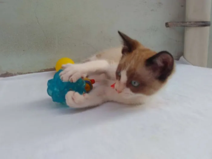 Gato ra a SRD  idade 2 a 6 meses nome Sem Nome 