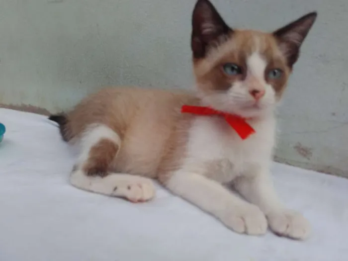 Gato ra a SRD  idade 2 a 6 meses nome Sem Nome 