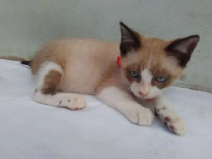 Gato ra a SRD  idade 2 a 6 meses nome Sem Nome 