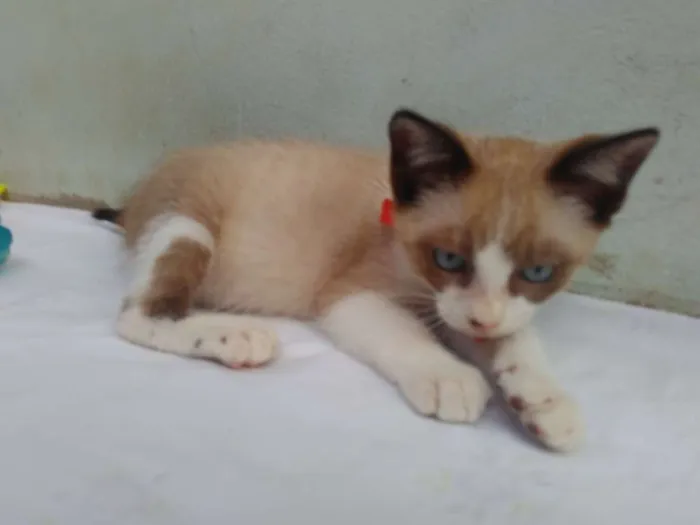 Gato ra a SRD  idade 2 a 6 meses nome Sem Nome 