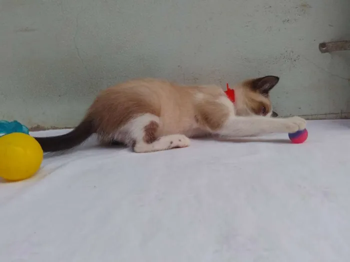 Gato ra a SRD  idade 2 a 6 meses nome Sem Nome 
