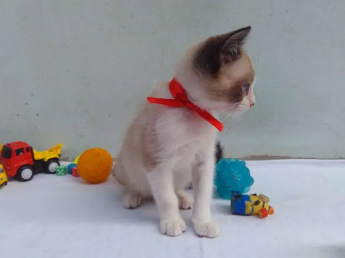 Gato ra a SRD  idade 2 a 6 meses nome Sem Nome 