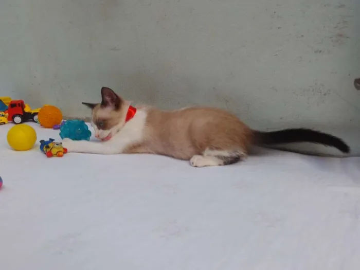 Gato ra a SRD  idade 2 a 6 meses nome Sem Nome 