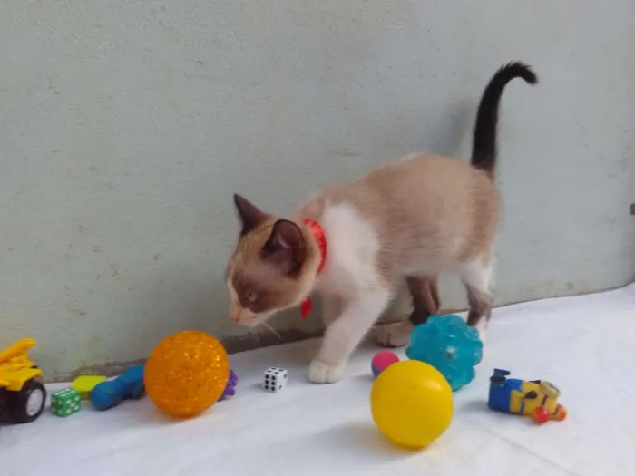 Gato ra a SRD  idade 2 a 6 meses nome Sem Nome 