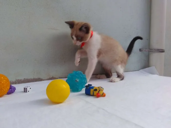 Gato ra a SRD  idade 2 a 6 meses nome Sem Nome 