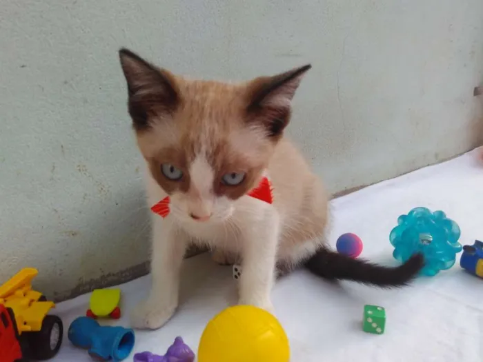 Gato ra a SRD  idade 2 a 6 meses nome Sem Nome 