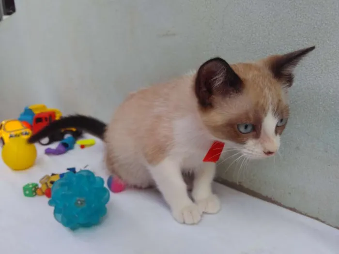Gato ra a SRD  idade 2 a 6 meses nome Sem Nome 
