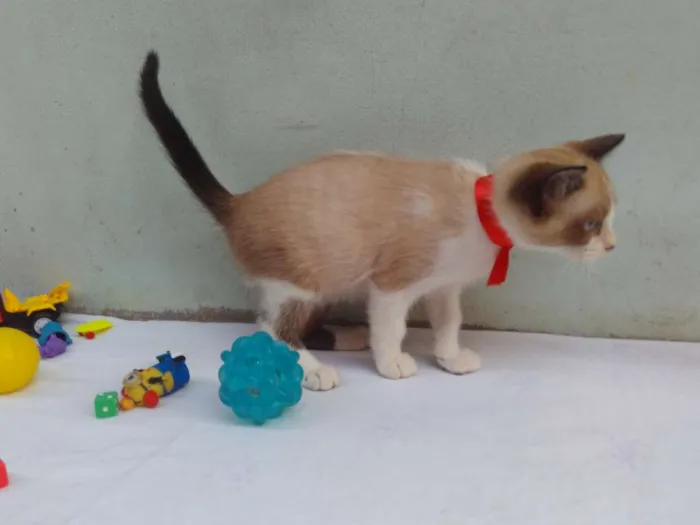 Gato ra a SRD  idade 2 a 6 meses nome Sem Nome 