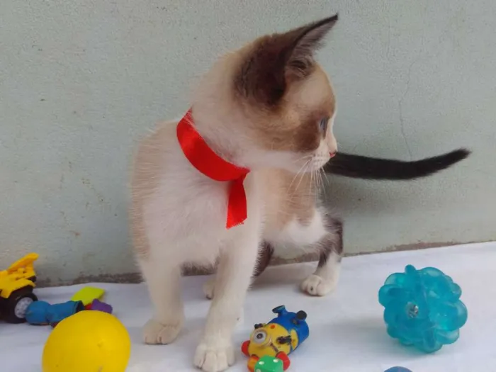 Gato ra a SRD  idade 2 a 6 meses nome Sem Nome 