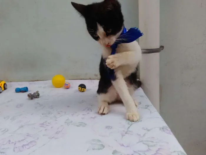 Gato ra a SRD  idade 2 a 6 meses nome Sem Nome 