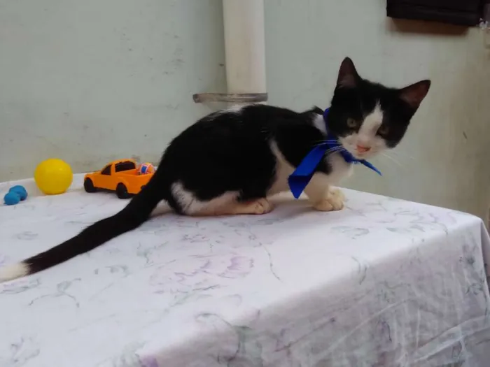 Gato ra a SRD  idade 2 a 6 meses nome Sem Nome 