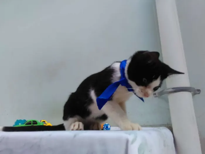 Gato ra a SRD  idade 2 a 6 meses nome Sem Nome 