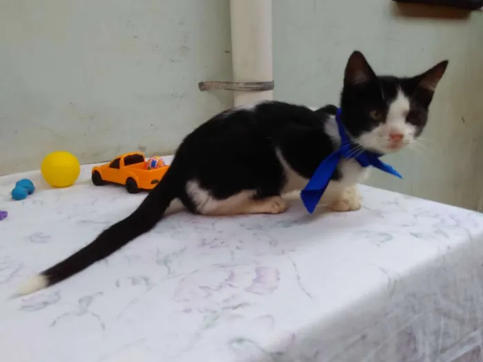 Gato ra a SRD  idade 2 a 6 meses nome Sem Nome 