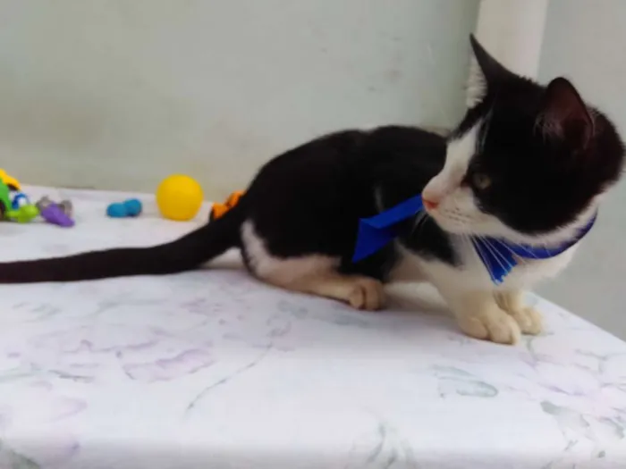 Gato ra a SRD  idade 2 a 6 meses nome Sem Nome 