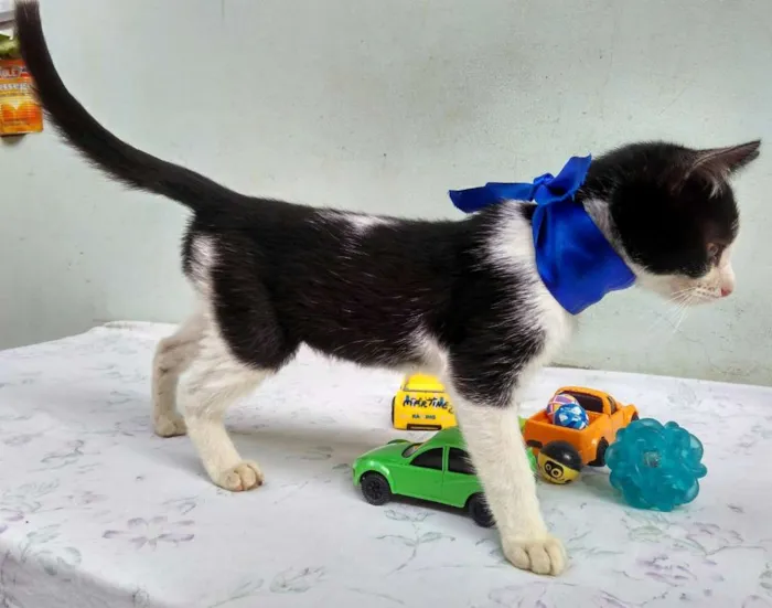 Gato ra a SRD  idade 2 a 6 meses nome Sem Nome 