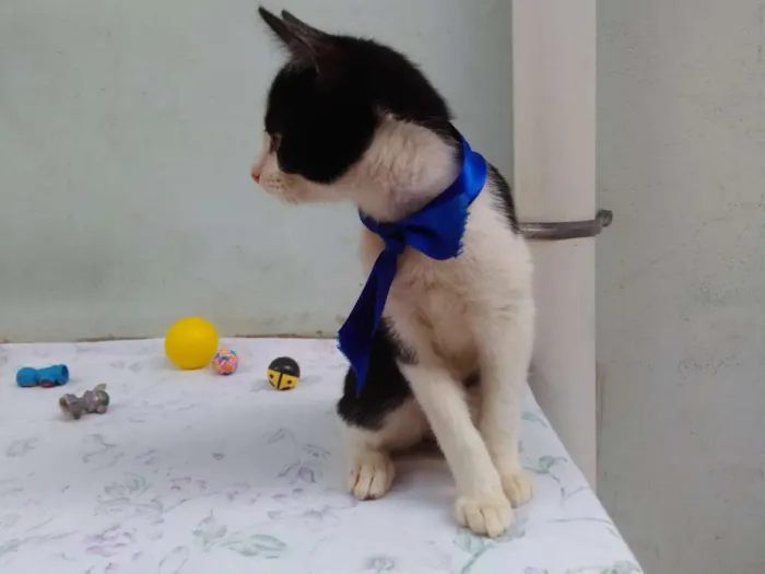 Gato ra a SRD  idade 2 a 6 meses nome Sem Nome 