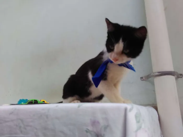 Gato ra a SRD  idade 2 a 6 meses nome Sem Nome 