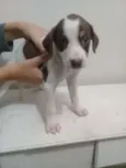 Belinha