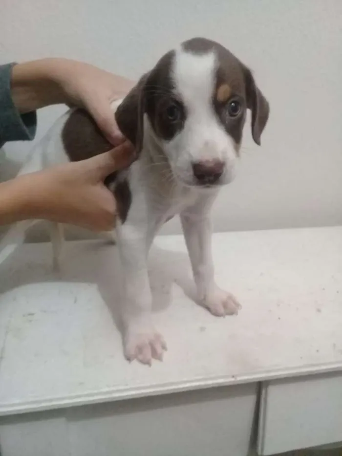 Cachorro raça Vita lata  idade 2 a 6 meses nome Belinha