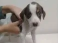 Belinha