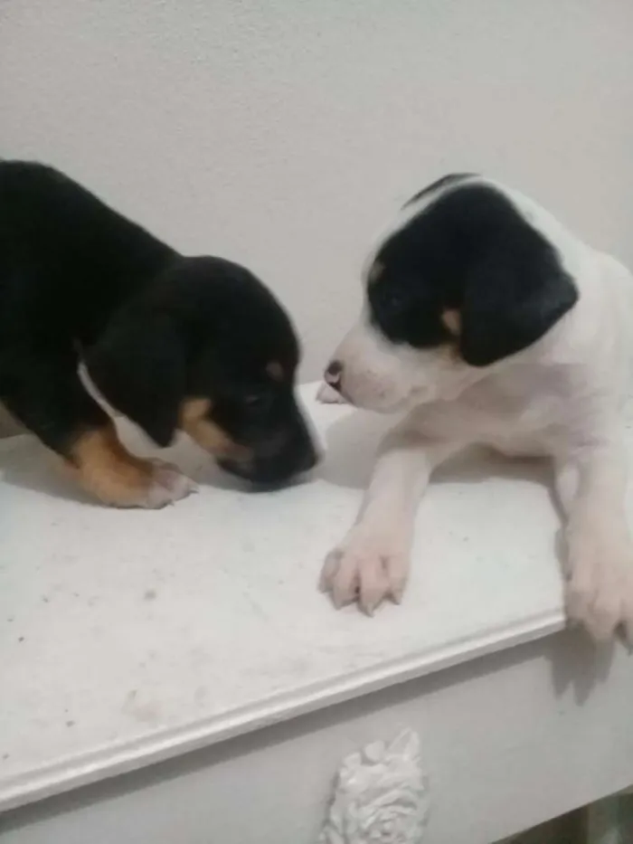 Cachorro raça Vita lata  idade 2 a 6 meses nome Belinha