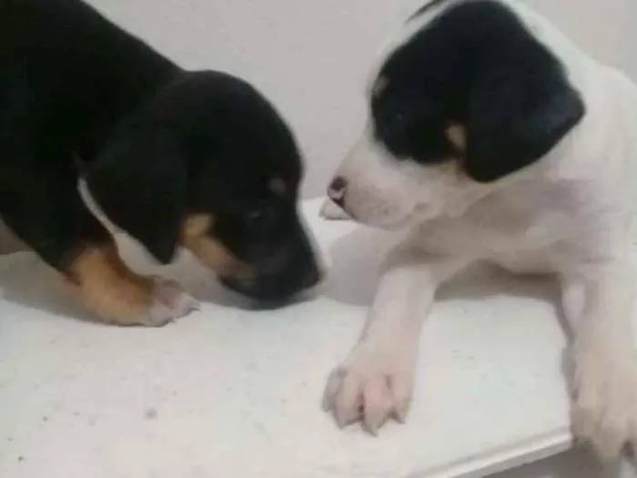 Cachorro raça Vita lata  idade 2 a 6 meses nome Belinha