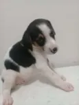 Belinha