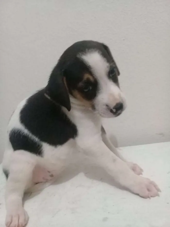 Cachorro raça Vita lata  idade 2 a 6 meses nome Belinha