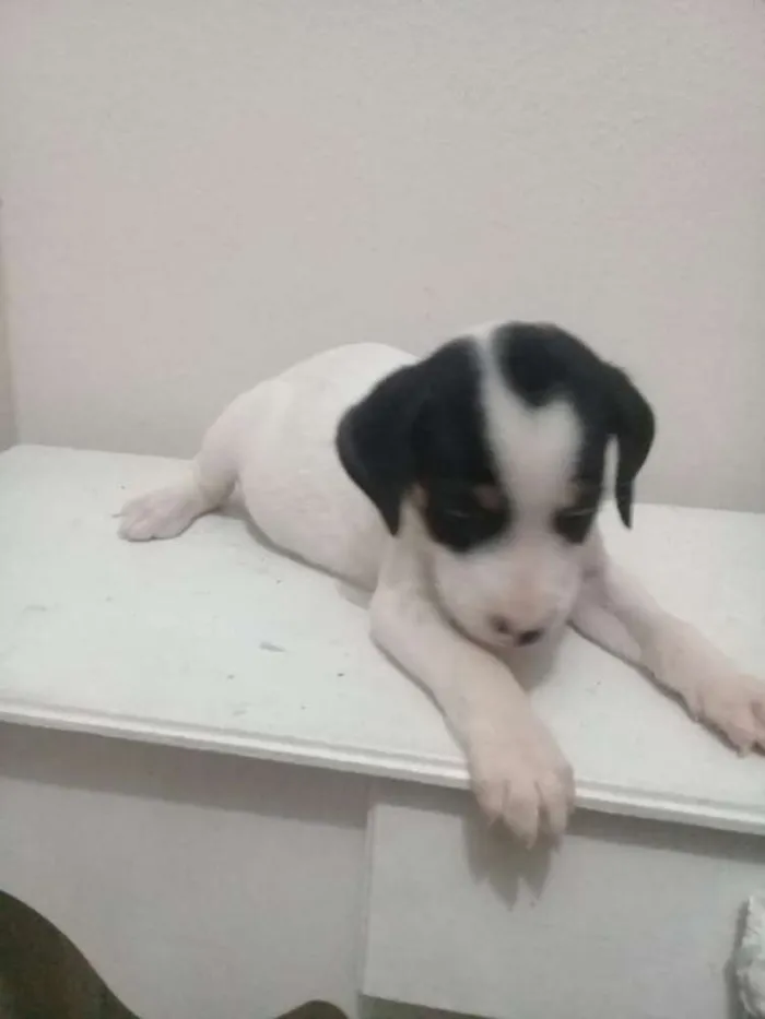 Cachorro raça Vita lata  idade 2 a 6 meses nome Belinha