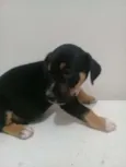 Belinha