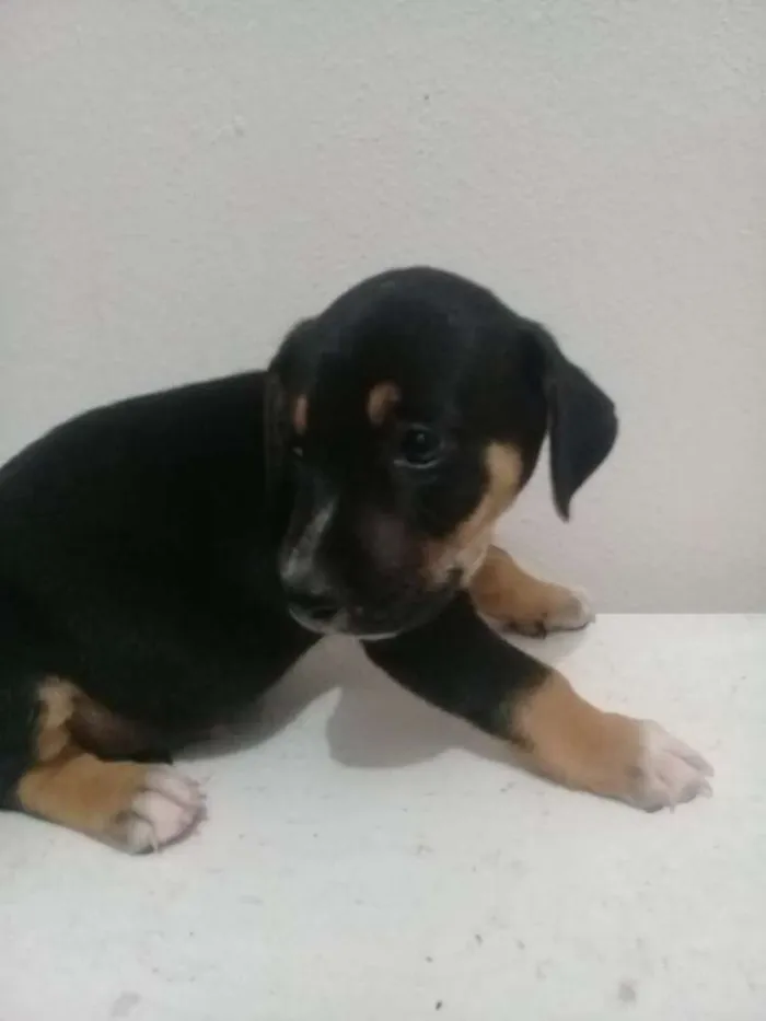 Cachorro raça Vita lata  idade 2 a 6 meses nome Belinha