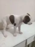 Belinha
