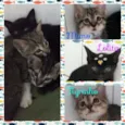 Mimo, Lolita e Tigri