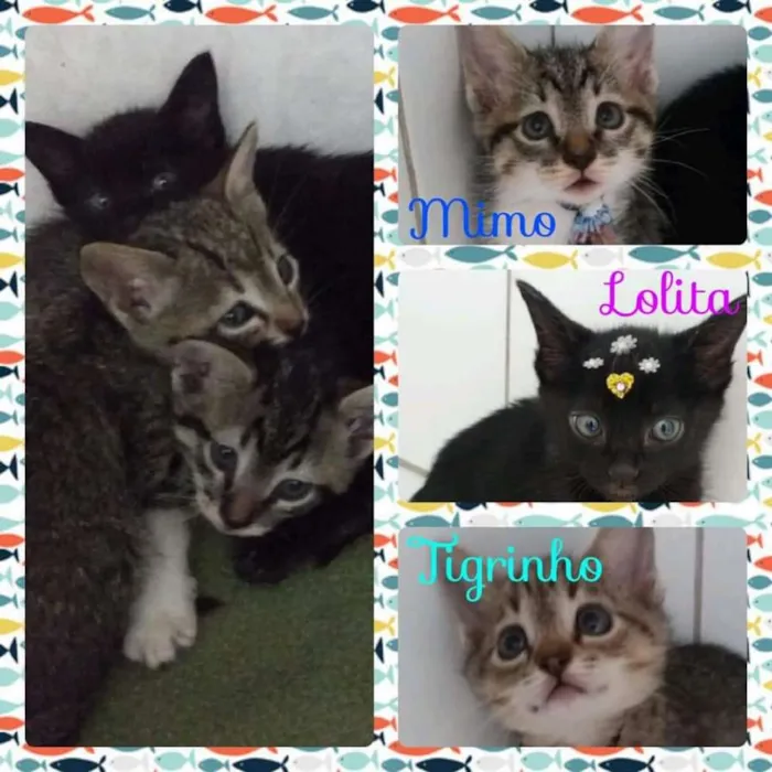 Gato ra a Felino idade Abaixo de 2 meses nome Mimo, Lolita e Tigri
