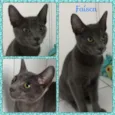 Mimo, Lolita e Tigri