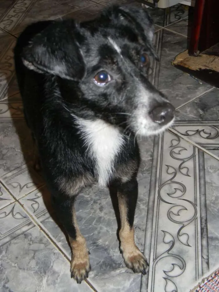 Cachorro raça SRD idade 1 ano nome NINO