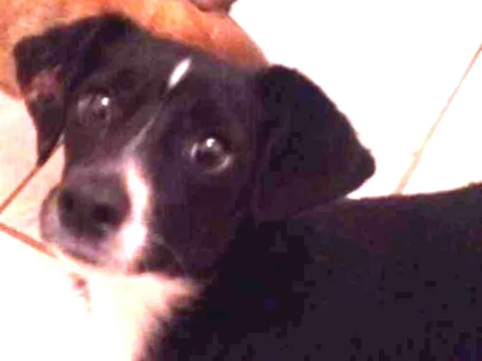 Cachorro raça SRD idade 1 ano nome NINO