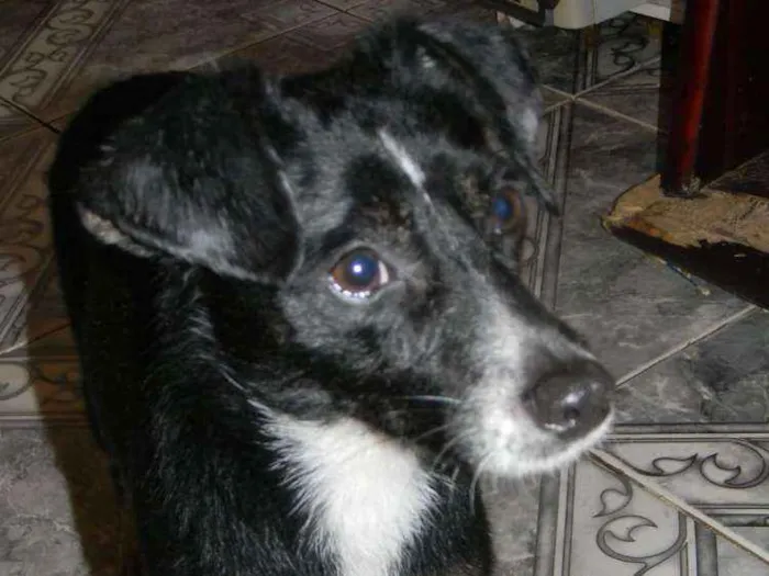 Cachorro raça SRD idade 1 ano nome NINO