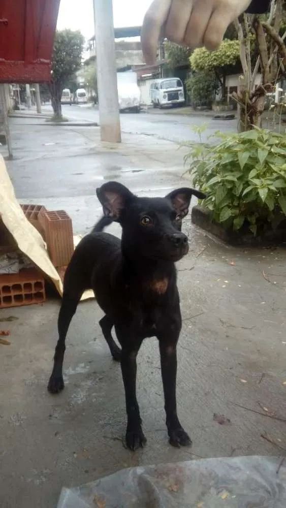 Cachorro ra a RND idade 7 a 11 meses nome Belinha