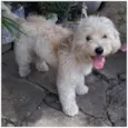 FLOQUINHO