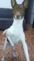Pitoco