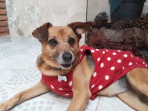 Cachorro raça SRD idade 5 anos nome AMELIE 
