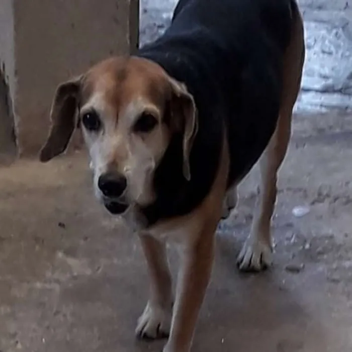 Cachorro ra a Vira lata, lembra beagle idade 6 ou mais anos nome Jade