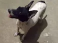 Branca