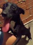 Pretinha